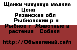 Щенки чихуахуа мелкие › Цена ­ 10 000 - Рязанская обл., Рыбновский р-н, Рыбное г. Животные и растения » Собаки   